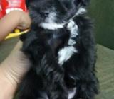 Fresh Pole Castellano