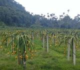 Pitahaya de Venta Entrega Al Xmayor Y Me