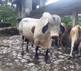 Vendo Toro Gir Olando