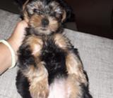 Yorshire Terrier Hembra