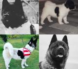 Akitas