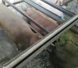 Cerdas Jovenes 200lbs