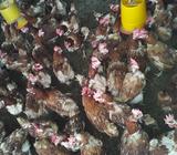 Ventas de Gallinas Coloradas