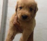 Cachorra Golden