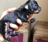 Doberman Pinscher