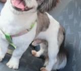 Shihtzu para Monta