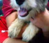 Schnauzer Sal Pimienta