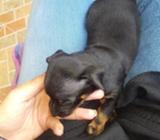 Se Vende Perrito Doberman
