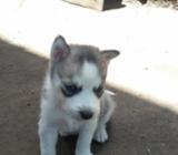 Hermosos Huskys