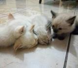 Gatitos Siameses de Venta