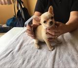 Chihuahua Criadero Maderw de Guerrero