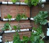 Asesoramiento de pequeños cultivos hidropónicos en los espacios de tu hogar