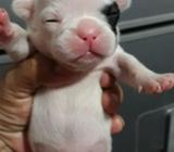 Bulldogs Francés
