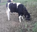 Vendo 2 Terneros de 8 Y 10 Meses de Edad