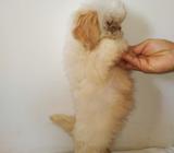 Shih Tzu raza Pura
