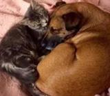 se cuida perritos y gatitos para el feriado