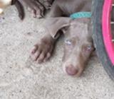Weimaraner