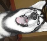 Vendo Husky