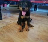 Perra Rottweiler