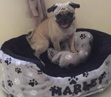 Camitas para Cachorros