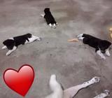 Akitas Raza Pura