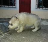 El Ultimo Alaska Malamute de 40 Dias