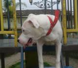 Pitbull D Venta en Zaruma