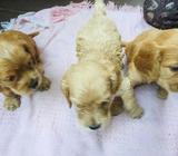 Se Vende Ermosos Coker en Espanil