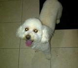 Frensh Pooll en Ventas