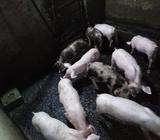 La Mejor Genetica en Cerdos