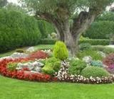 Diseño Y Mantenimiento de Jardines