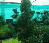 Plantas Al por Mayor Y Menor