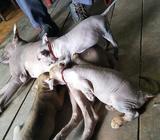 Cachoros sin Pelo Raza Mexica
