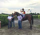 Yegua Pura Sangre de Carreras