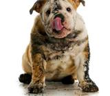 Se Baña Perro Y Se Los Pasea