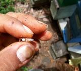 Venta Abejas Reinas de alta producción