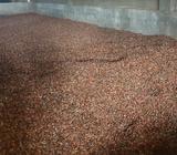 Cacao Y Cafe Seco en Grano