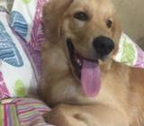 Regalo Golden de 7 Mese