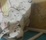 Perritas Dalmatas En 90 2 Meses