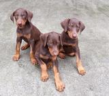 Cahorritas Hembra Doberman