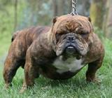 Bully Micro Exotic, Monta Inseminacion