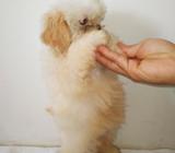 Shih Tzu Raza Pura