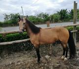 Yegua Trochadora Muy Mansa Garantizada