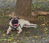 Pug para Monta