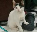 Promociones Veterinaria Aproveche P