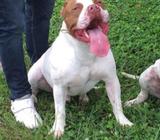 Bully para monta