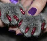 Uñitas Protectoras Nuevos Colores Gatos