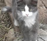 Gatito de Mes Y Medio