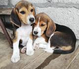 Cachorras Beagles