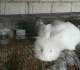 Conejo Cabeza de León